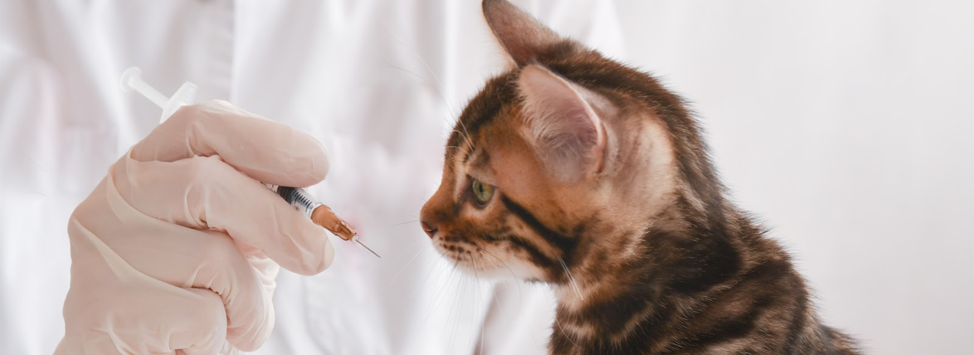 kitten vaccinations