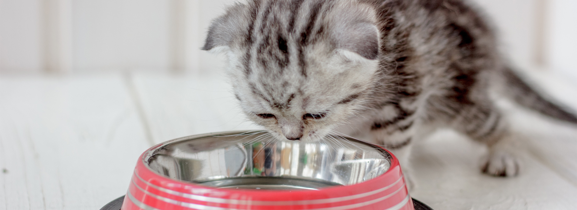 Tips For Feeding Kittens