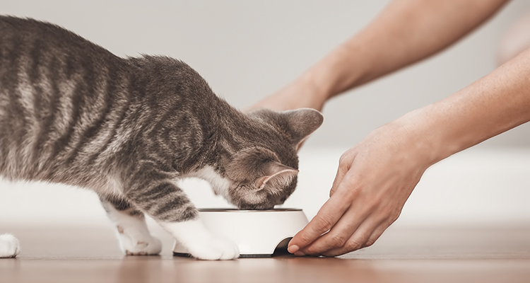 Person feeding grey kitten a meal indoors
