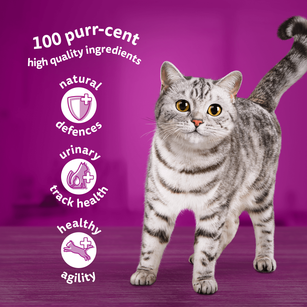 WHISKAS® POULTRY FEASTS in Jelly Senior 7+ Wet Cat Food Pouch 80x85g,40x85g,12x85g - 3