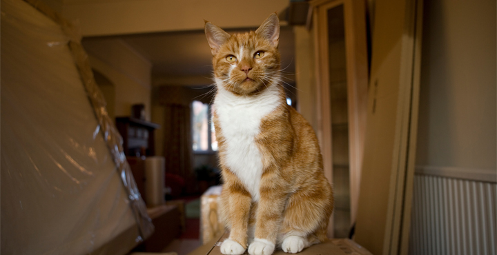demenagements-travaux-bien-vivre-les-changements-de-vie-avec-votre-chat-ce-quil-faut-savoir.jpg