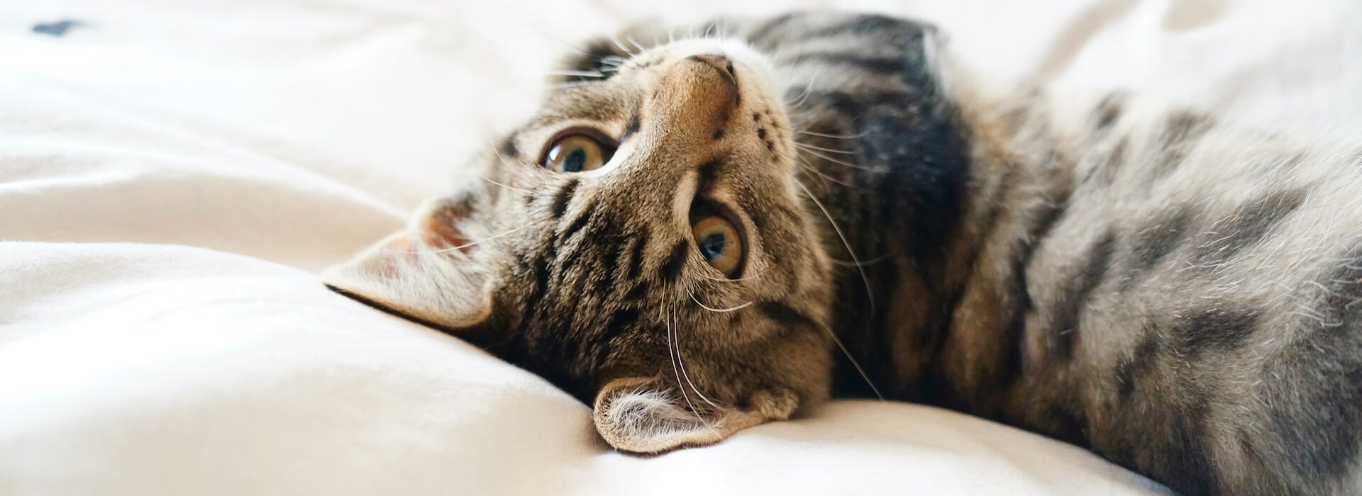 What does it mean when a cat purrs