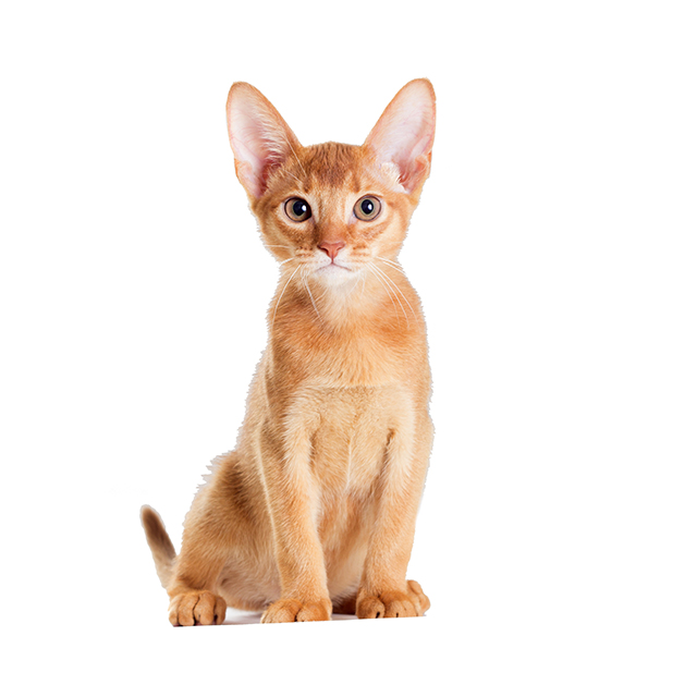 Abyssinian.jpeg