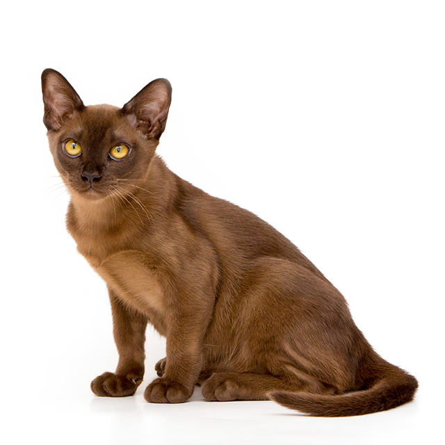 Burmese.jpeg