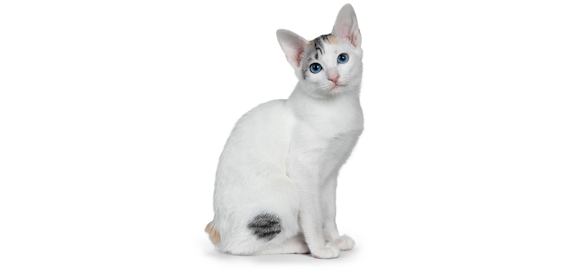 Japanese Bobtail.jpeg