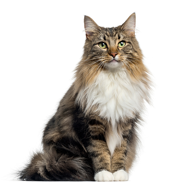 Norwegian Forest.jpeg