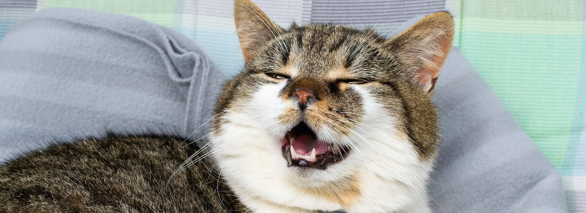 Domesticated cat with runny nose, suffering with cold.