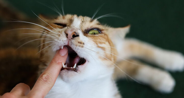Orange cat biting finger