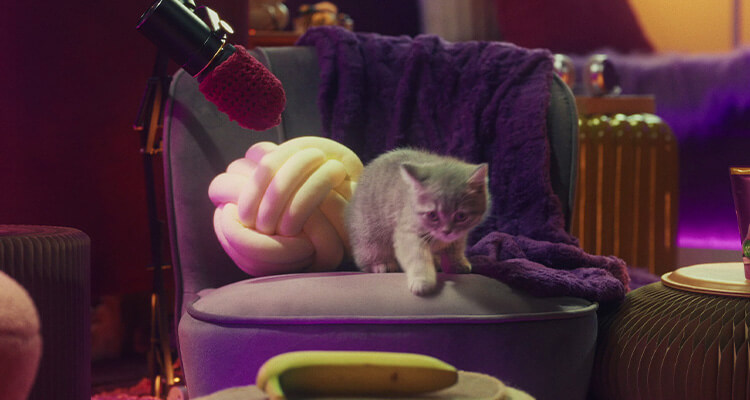 Can kittens eat human food?