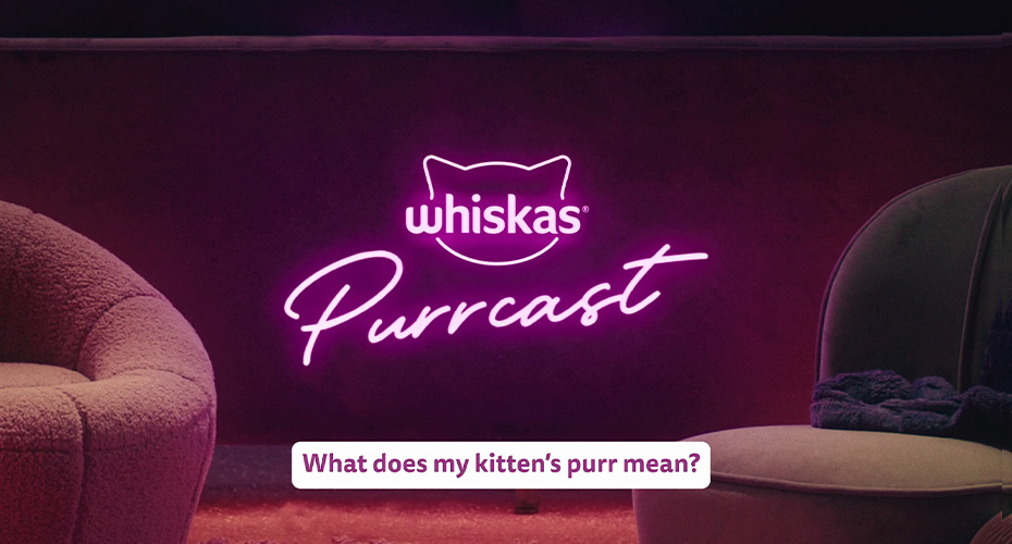 Why do cats purr?