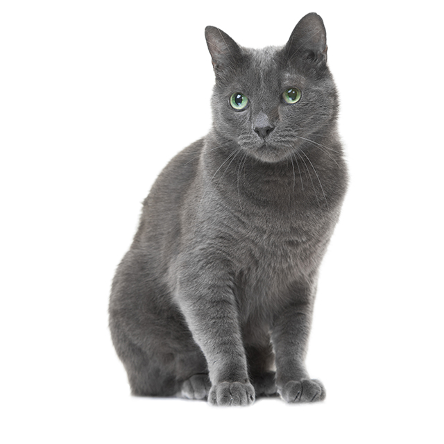 Russian Blue