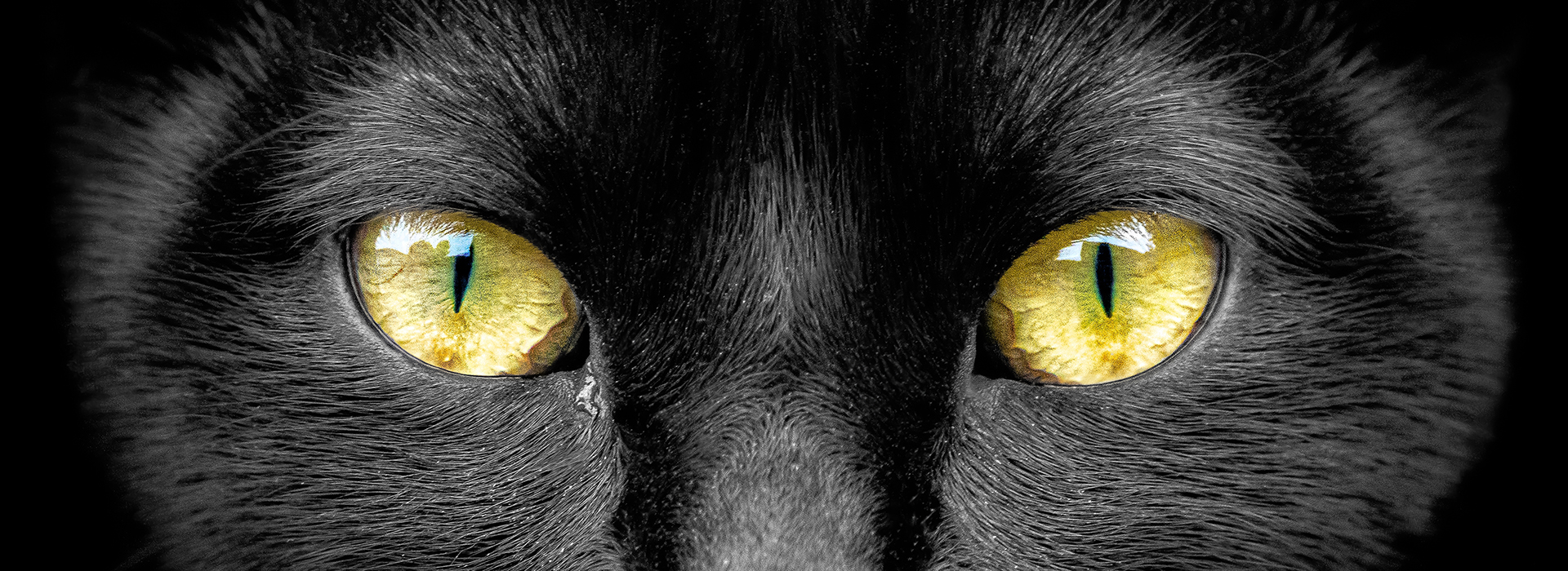 Closeup shot of a black cat with coloured eyes