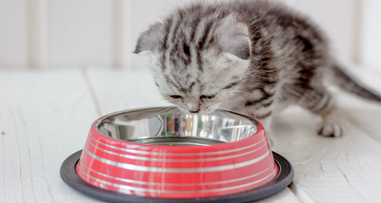 Tips For Feeding Kittens