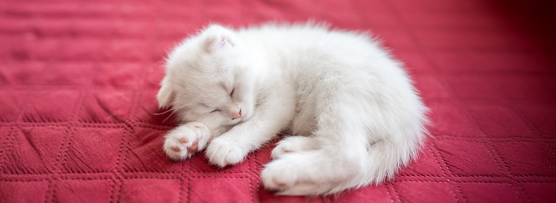 A white kitten sleeping on a red blanket